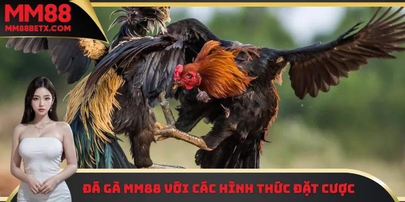 Đá Gà MM88 - Theo Dõi Từng Cú Đá Quyết Liệt Và Gay Cấn 3 Đá gà MM88 với các hình thức cược