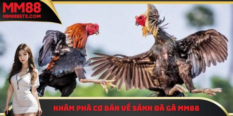 Đá Gà MM88 - Theo Dõi Từng Cú Đá Quyết Liệt Và Gay Cấn 1 Khám phá cơ bản về sảnh đá gà MM88